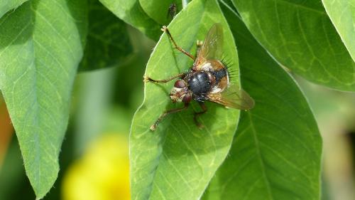 Réf. 207 187 : Tachina fera
